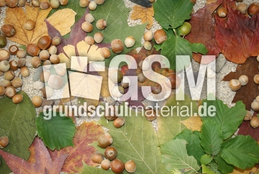 Herbst-Blätter-Früchte.jpg